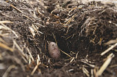 Seed potato Being Planted in Organic Small-scale Farming Plot of Land