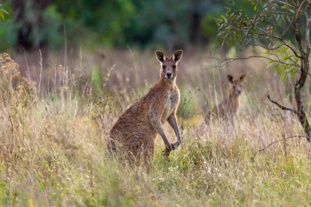 istock Wild kangaroo wallaby seen in outback Australia 1495470790