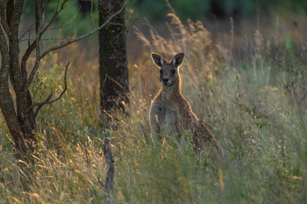 istock Wild kangaroo wallaby seen in outback Australia 1495470792