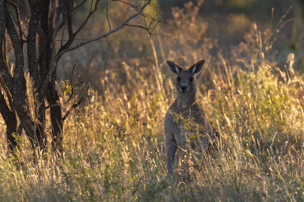 istock Wild kangaroo wallaby seen in outback Australia 1495470889