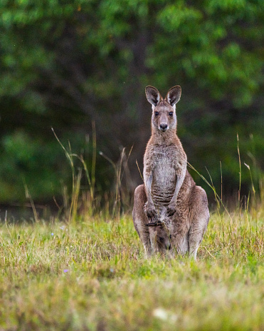 Close up of an Eastern Grey kangaroo