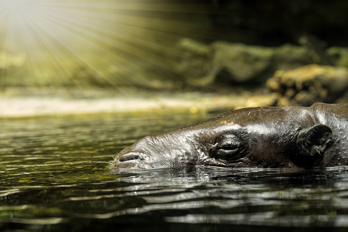 Close up of Hippo underwater, pygmy hippopotamus in water. selective focus.