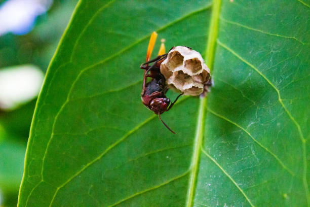a mother wasp is guarding her eggs from predators on a leaf