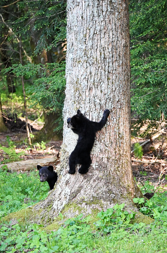 Bear cubs in the woods, one climbing while the other waits nearby.