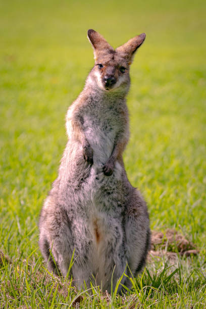 istock Wild kangaroo wallaby seen in outback Australia 1495475639