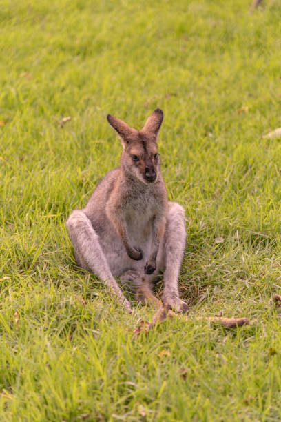 istock Wild kangaroo wallaby seen in outback Australia 1495475690