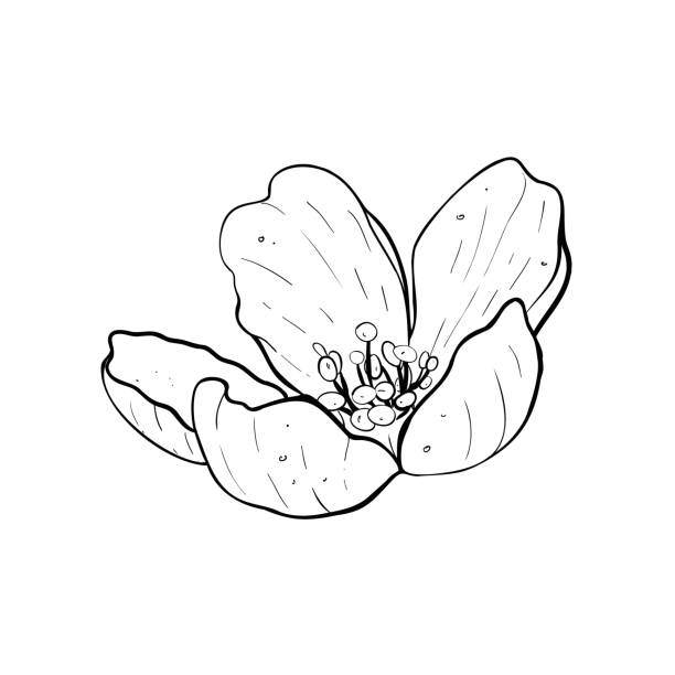 Vector illustration of flower of cherry, sakura, apple, plum, wild cherry plum, bird cherry. Black outline of petals, graphic drawing. For postcards, design and composition decoration, prints, posters, stickers, souvenirs, tattoos, stamps Vector illustration of flower of cherry, sakura, apple, plum, wild cherry plum, bird cherry. Black outline of petals, graphic drawing. For postcard, design and composition, decoration, prints, sticker sakura matsuri stock illustrations