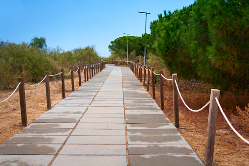Walkway through the pine forest to the beach. Wooden posts with rope hand rails on either side of the path made of concrete slabs three slabs wide.