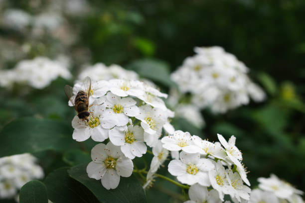 istock a bee on a white Spiraea flower. Close-up. 1495481750