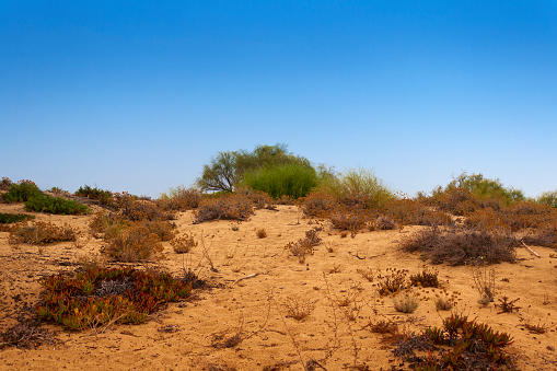 Dry vegetation in a sandy and desert-like landscape with a clear, cloudless blue sky. Shot at the Faro beach inn the Algarve  Province of Portugal.