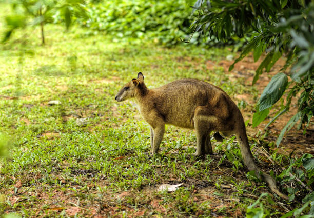 canguro gris oriental (macropus giganteus) en el parque - skippy fotografías e imágenes de stock