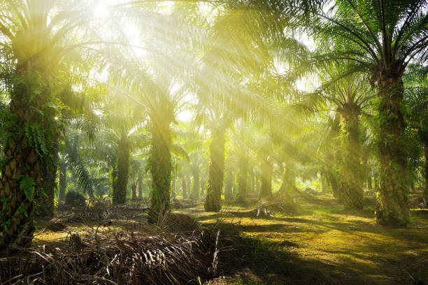Morning sunlight passing through the oil palm trees. stock photo