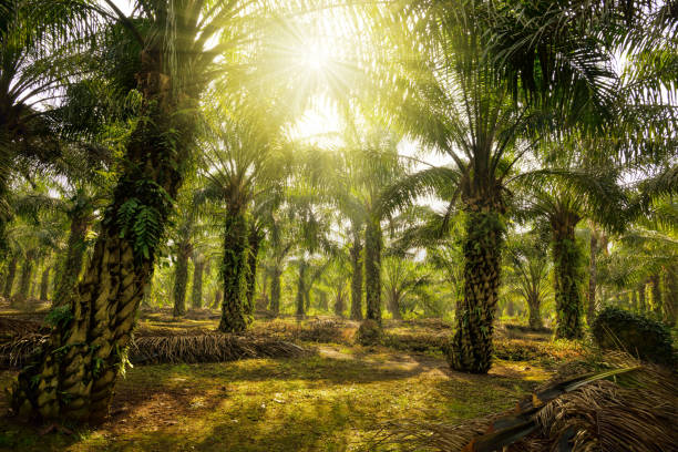 Morning sunlight passing through the oil palm trees. stock photo