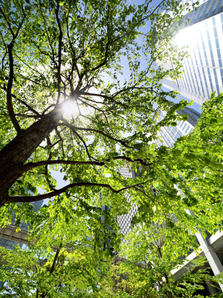 istock Fresh green office buildings, Tokyo 1495481939