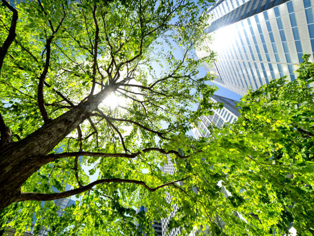 istock Fresh green office buildings, Tokyo 1495481945