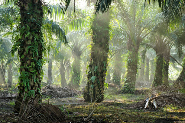 istock Morning sunlight passing through the oil palm trees. 1495483225