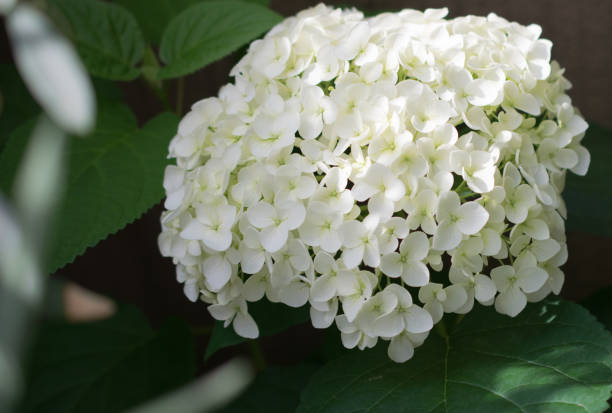 istock Beautiful hydrangea flowers photographed outdoor 1495489350