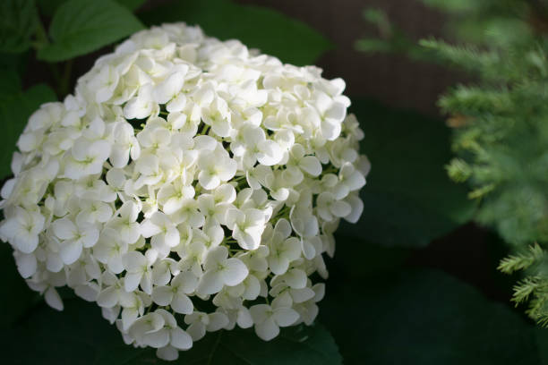 istock Beautiful hydrangea flowers photographed outdoor 1495489398