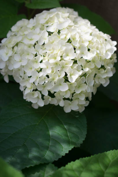istock Beautiful hydrangea flowers photographed outdoor 1495489426