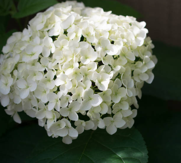 istock Beautiful hydrangea flowers photographed outdoor 1495489541