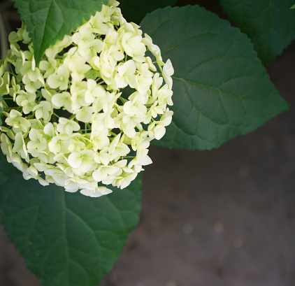 Beautiful hydrangea flowers photographed outdoor