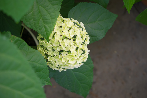 Beautiful hydrangea flowers photographed outdoor