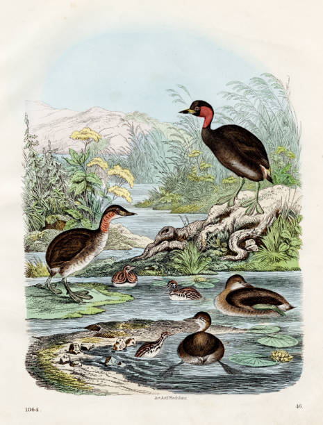 Water birds: pied- billed grebe, little grebe, red-necked grebe - Rare plate 1864 - Hand colored original