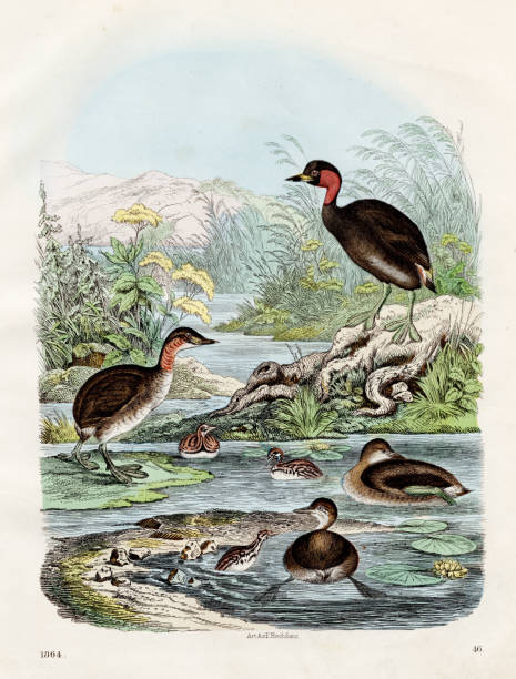 Water birds: pied- billed grebe, little grebe, red-necked grebe - Rare plate 1864 - Hand colored original Water birds: pied- billed grebe, little grebe, red-necked grebe - Rare plate 1864 - Hand colored original little grebe (tachybaptus ruficollis) stock illustrations