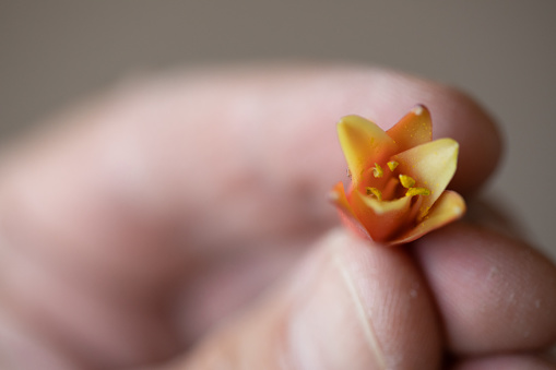 human gently holds the delicate petals of a Hesperaloe yucca blossom alluding to the fragile nature of the environment and humans' massive impact therein.