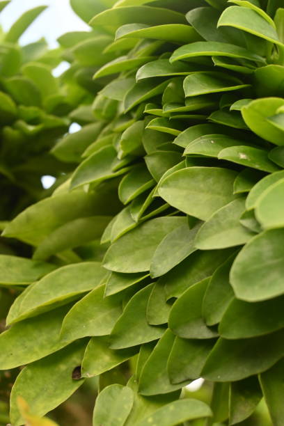 istock Blur background of cactus (euphorbia neriifolia) leaf macro. Indian spurge tree. 1495503459