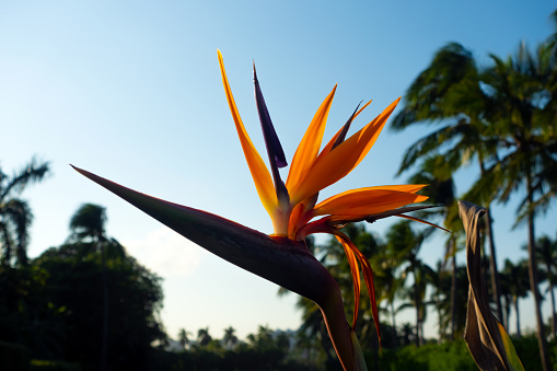 Close-up of bird of paradise plant blooming in the spring in Florida