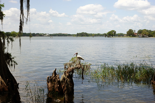 American white ibis perched on a cypress knee on a lake shore on a sunny, summer day