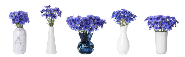 Collage with beautiful bright cornflowers flowers in vases on white background. Banner design