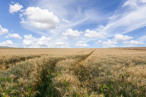 Beautiful rural scene of barley fields, Reims, France