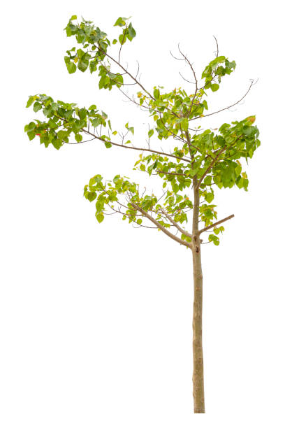 l'albero verde è isolato su uno sfondo bianco. tracciato di ritaglio - oak tree treelined tree single object foto e immagini stock
