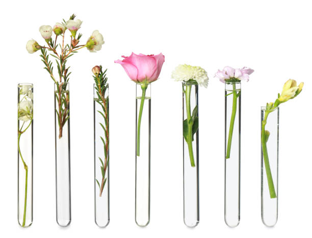 istock Set with different plants in test tubes on white background 1495508533