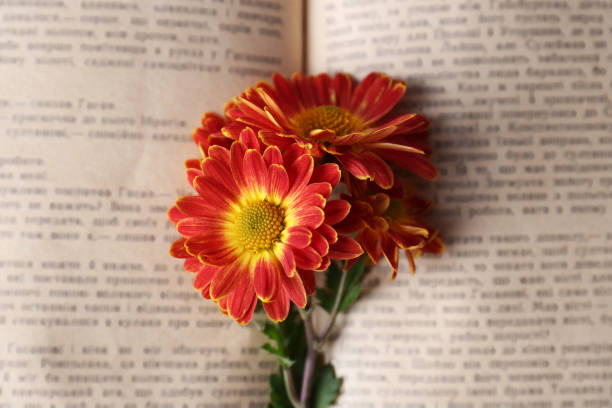 istock Book with chrysanthemum flowers as bookmark, top view 1495508665