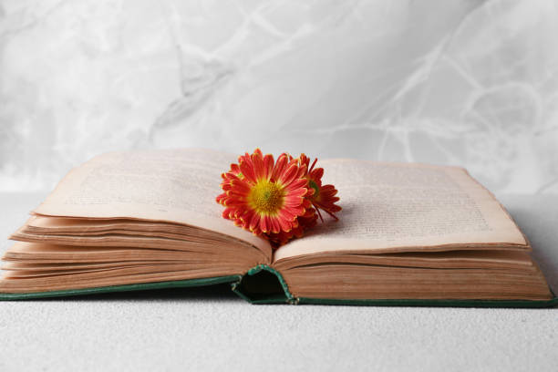 istock Book with chrysanthemum flowers as bookmark on light gray table 1495508712