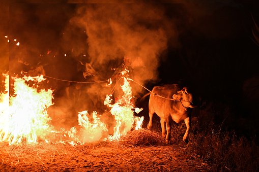 Dakshina Kannada,India-April 26,2022:The age-old ritual of cows being made to run on fire during the Makar Sankranti event Believed to bring good fortune and keep livestock and crops out of harm's way