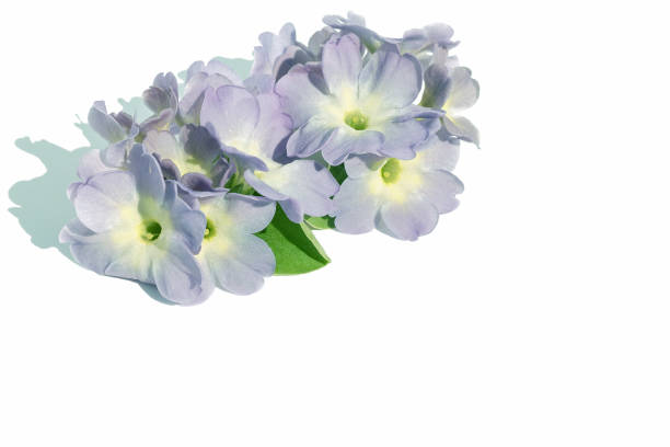 Flower arrangement of fresh blue inflorescences on a white isolated background. Element for design, decoration, congratulations.