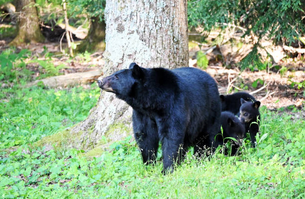 istock Black Bear Family 1495510339