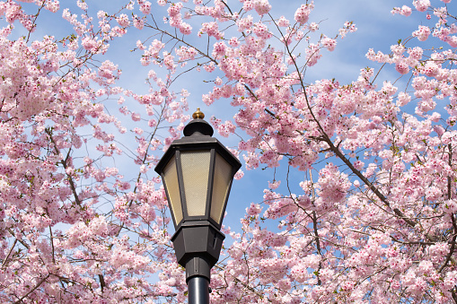 cherry blossoms and washington monument with blue sky, washington, dc.