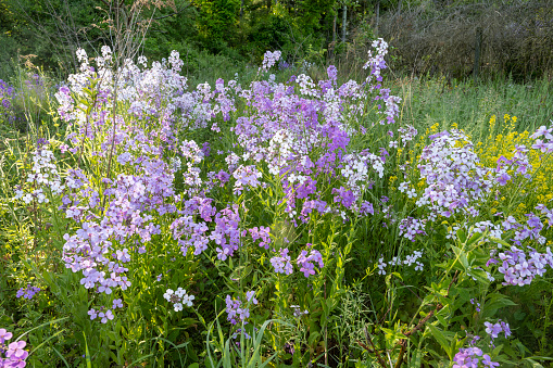 Wild flowers in Spring, Worcester, Pennsylvania, USA