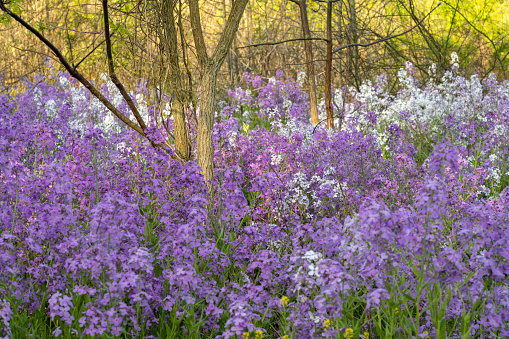 heap of blue snowdrop flower on forest glade, beautiful spring wild flower scene