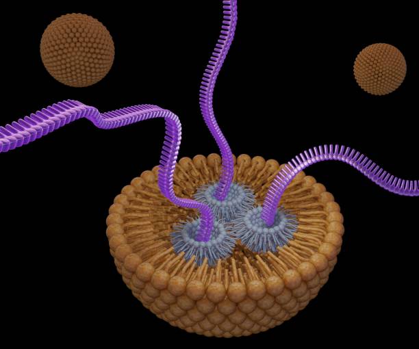 istock Liposome is releasing siRNA, mRNA, or RNA 1495514869