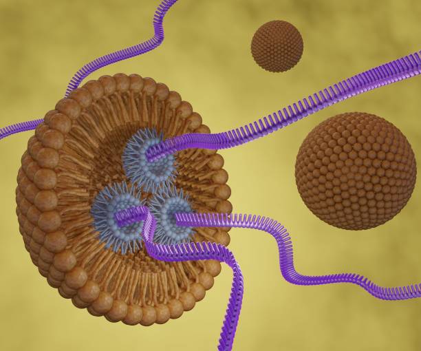 istock Liposome is releasing siRNA, mRNA, or RNA 1495514877