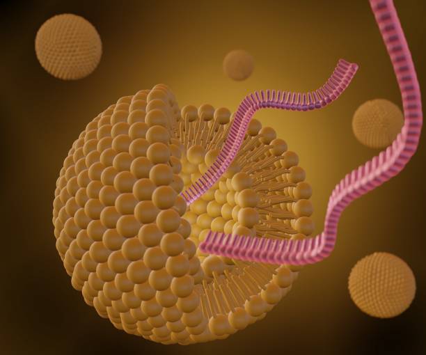 istock Liposome is releasing RNA strand 1495514889