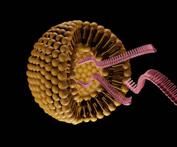 istock Liposome is releasing RNA strand 1495514916
