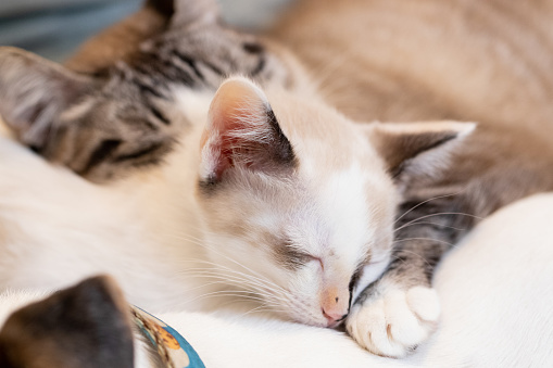 Photo of a kitten, and a cat taking a nap
