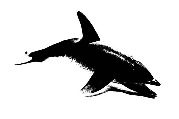 Killer whale iin the Norwegian Fjords Orcinus orca